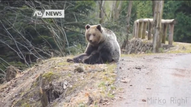 Un ours filmé au bord d'un chemin forestier en Italie. [Mirko Righi - DR]