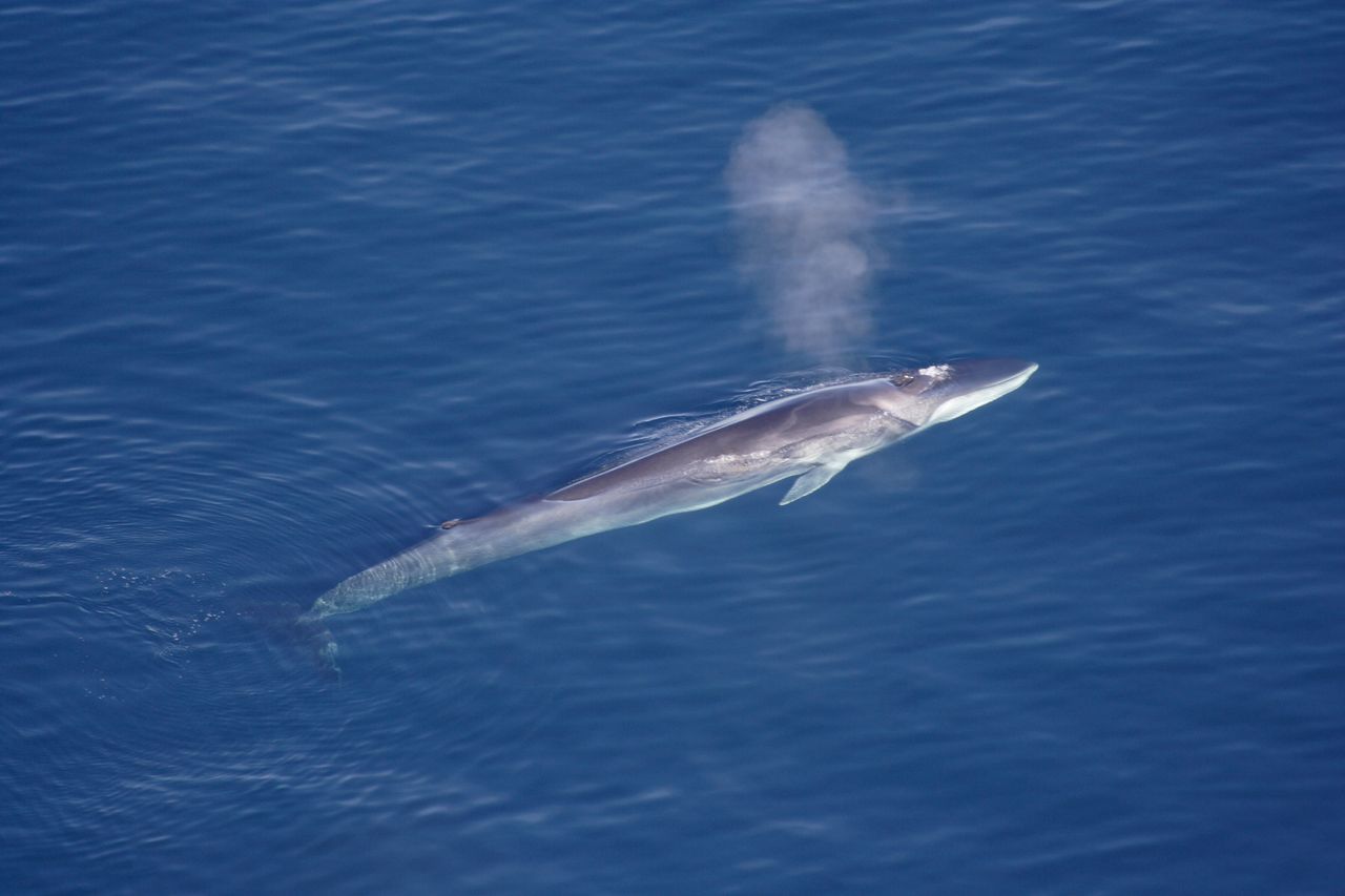 Le rorqual commun est le deuxième plus grand mammifère marin. [Aqqa Rosing-Asvid - Wikimedia Commons]