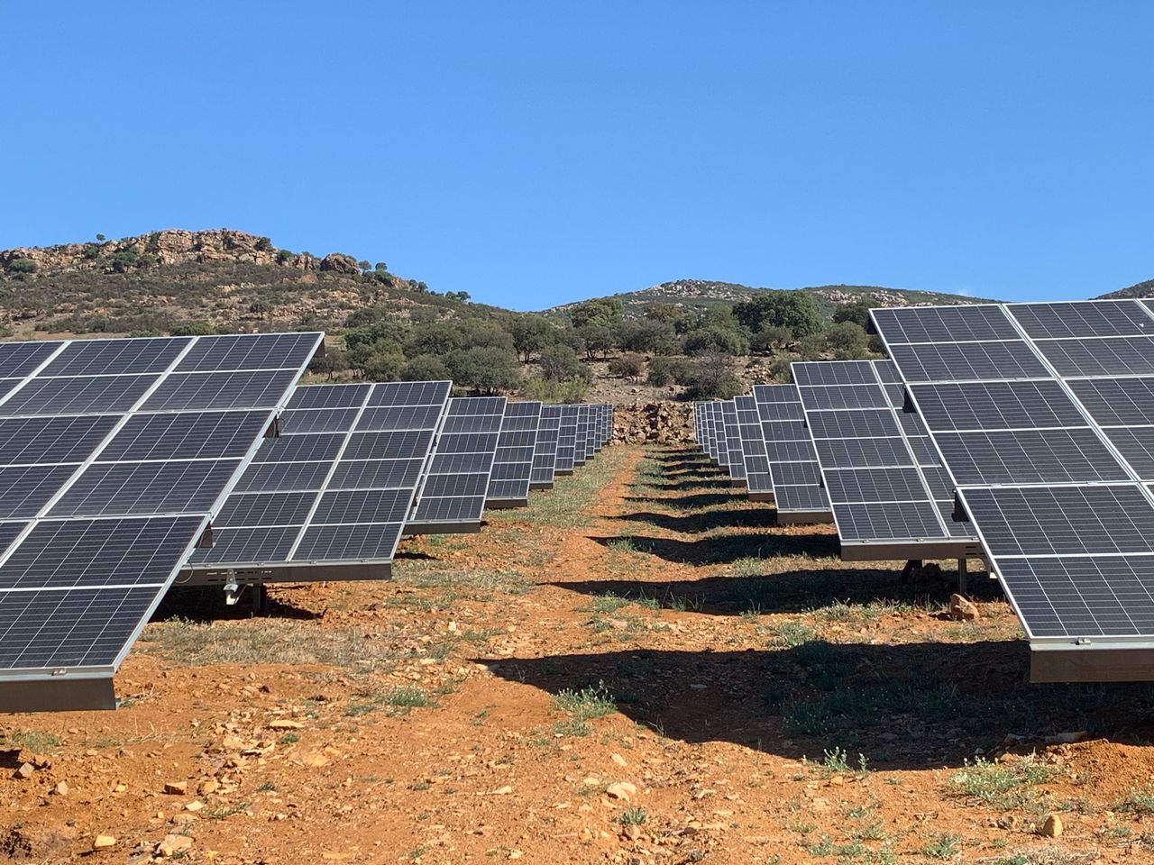 The field of solar panels, with olive trees in the background. [Valérie Demon - RTS]