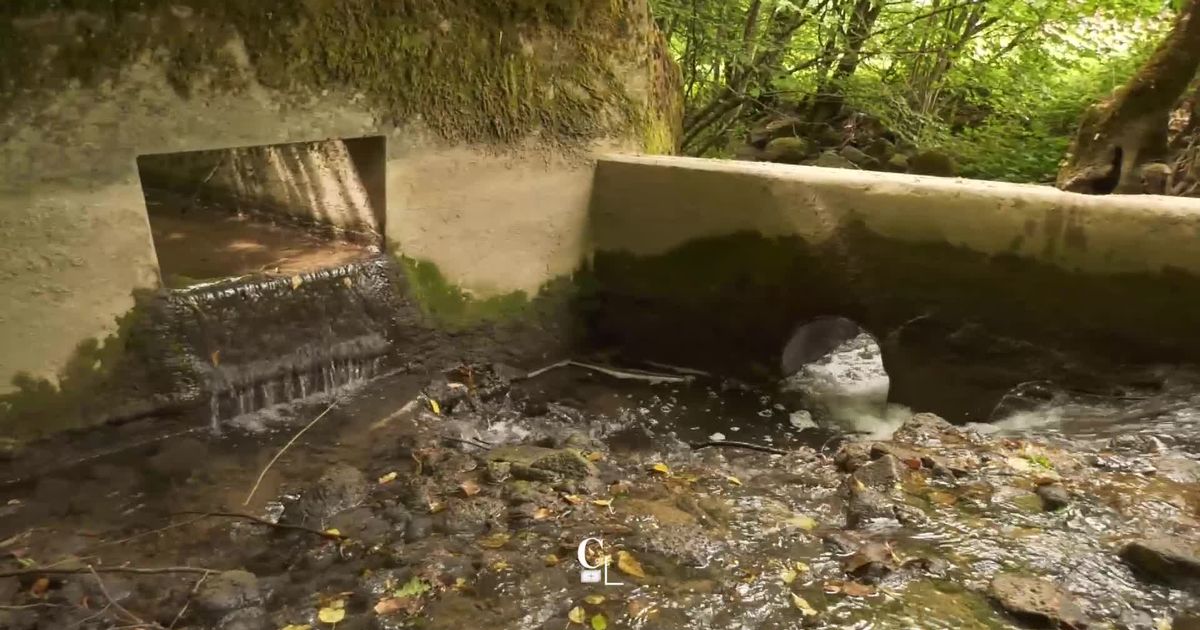 Renaturation des cours d’eau en Suisse: retour au naturel et biodiversité en profite