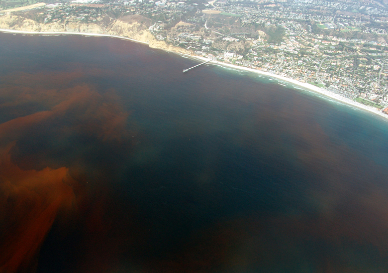 Une "marée rouge" à La Jolla, aux États-Unis [Alejandro Díaz - DP]