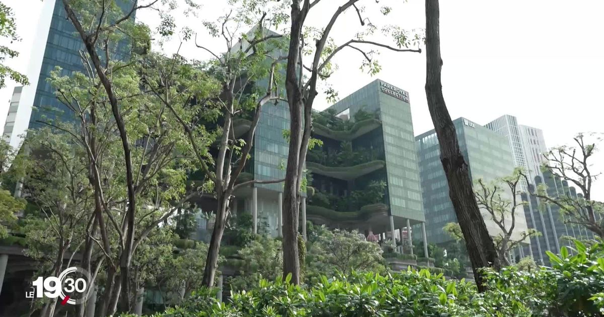 Singapour: Une ville jardin à la pointe de la lutte contre la chaleur urbaine et le réchauffement climatique