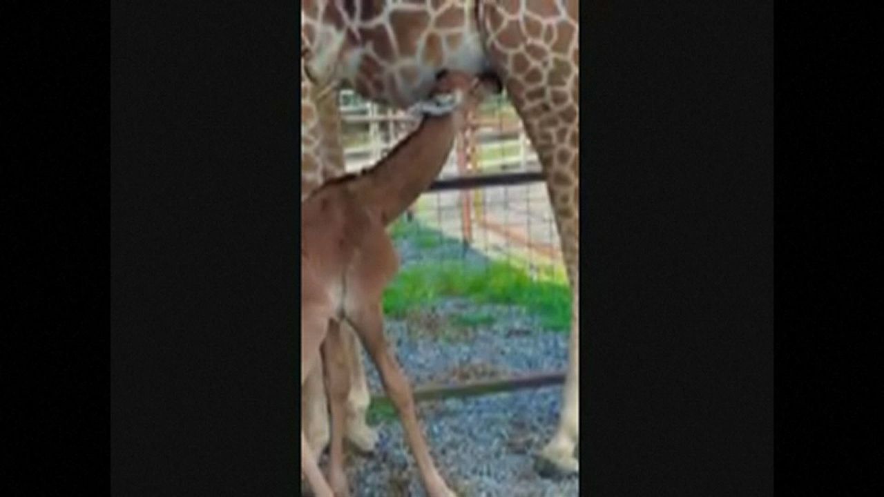 Animaux: Une rarissime girafe sans tache naît dans un zoo aux Etats-Unis