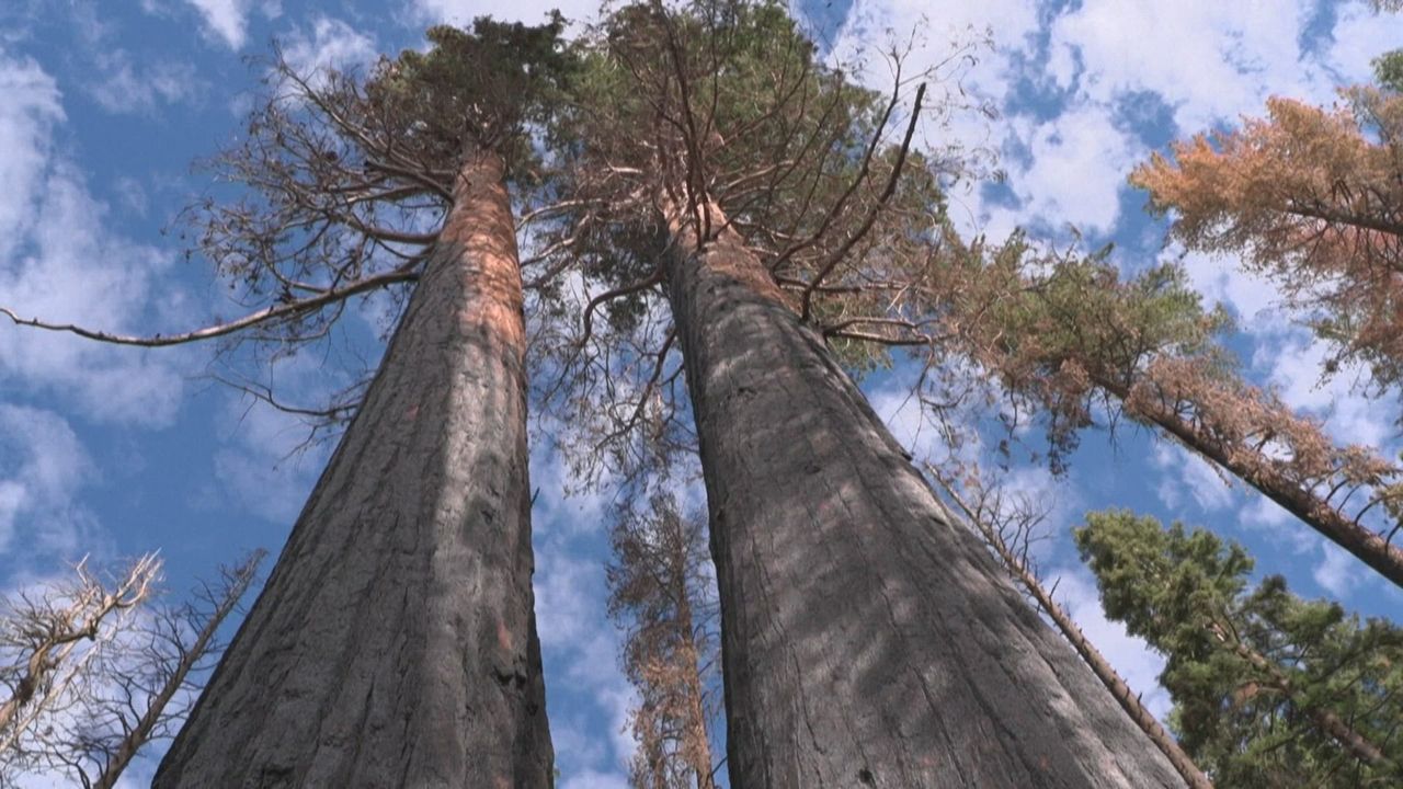 Les Séquoias De Californie Ont Ils Besoin Daide Après Les Incendies Géants Rtsch 