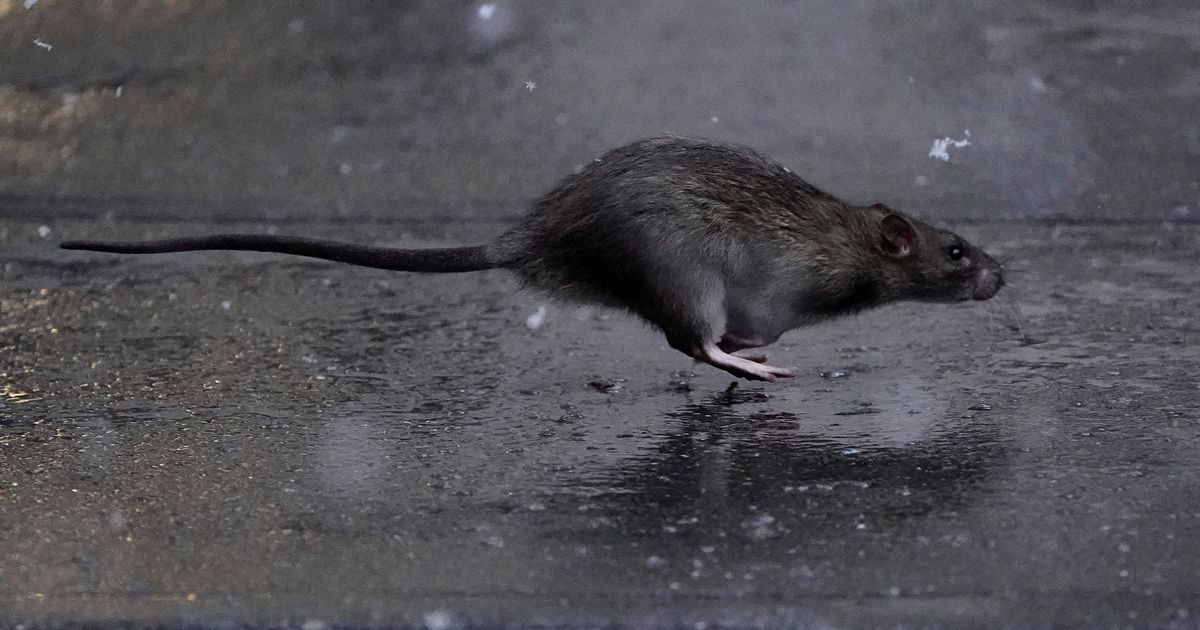 The Rat Invasion: New York’s Growing Problem and Residents Taking Matters into Their Own Hands.