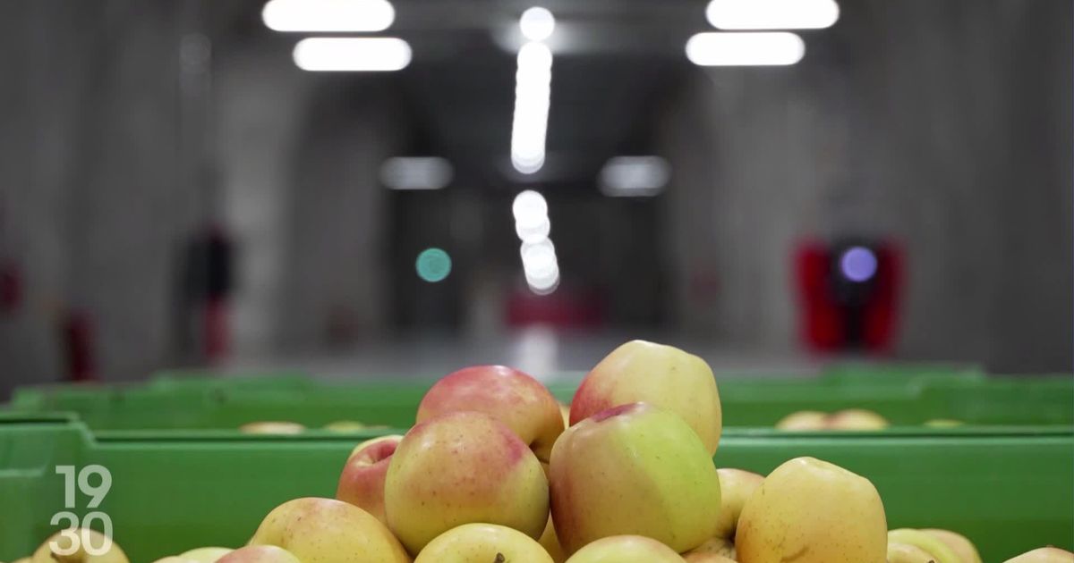 The Sleeping Apples: An Innovative Conservation Method in the Dolomites, Italy