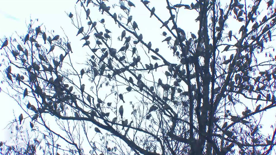 Cet hiver, des milliers de pinsons des montagnes quittent la Scandinavie pour venir hiverner en Suisse. Leur vol synchronisé offre un spectacle enchanteur [RTS]